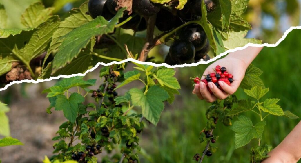 У жовтні під смородину вношу 3 підживлення по 50 г. Ягоди – більші за виноград 