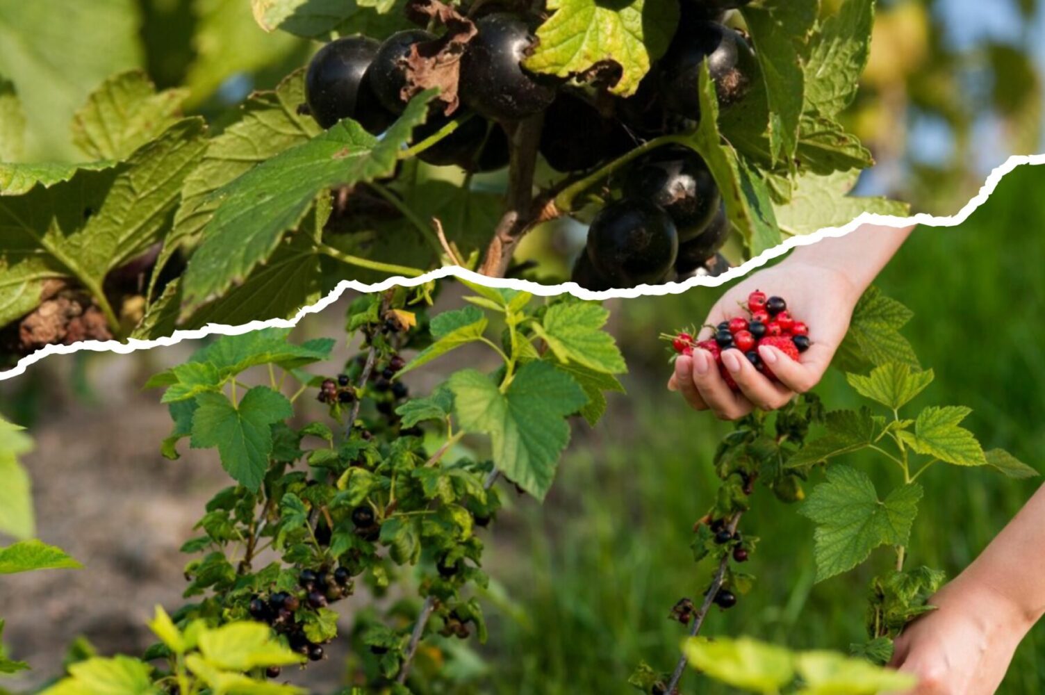 Городник розповів, чим підживити смородину восени