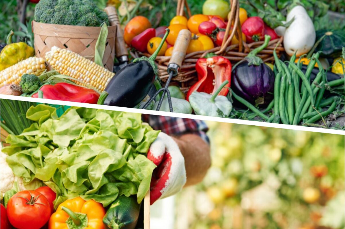 Городники розсекретили рослини, які треба посадити після збору врожаю огірків