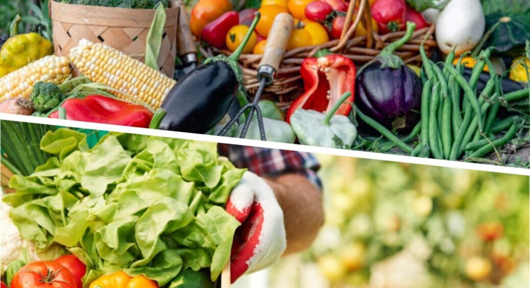 Врожаю буде вдвічі більше: що посіяти після збору врожаю огірків – найкраще рішення 2025 