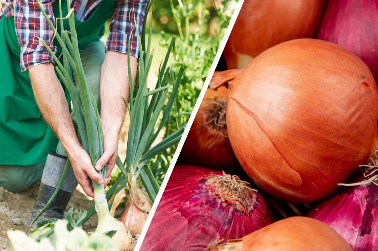Городники розповіли, чим підживити цибулю в липні для гарного врожаю