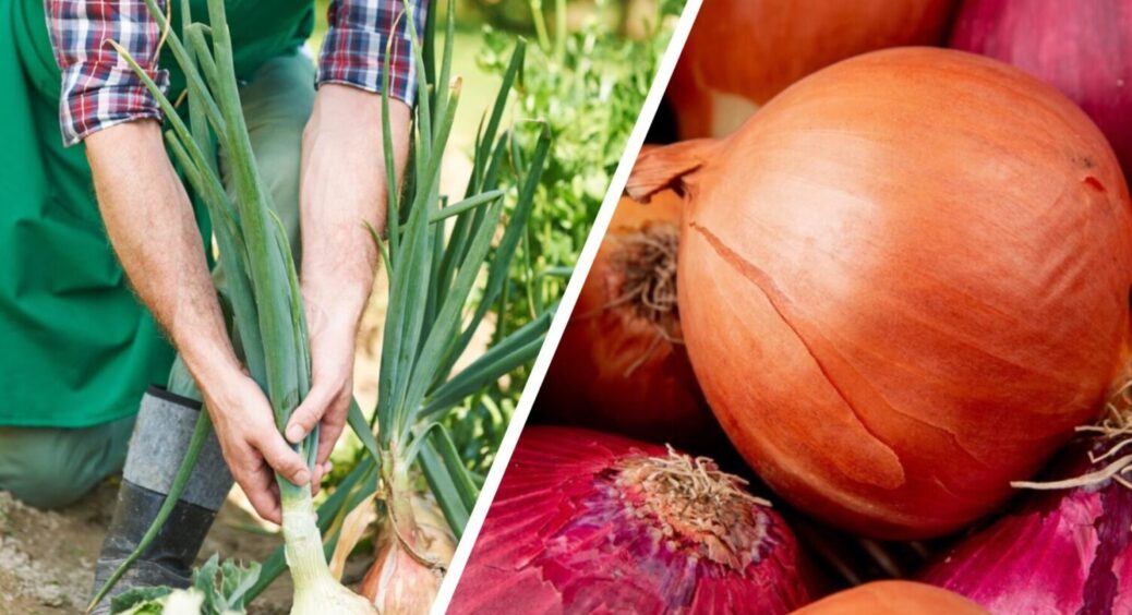 Більше 20 кг за раз у вас в кишені: чим полити цибулю в липні 2025 – врожаю бути 