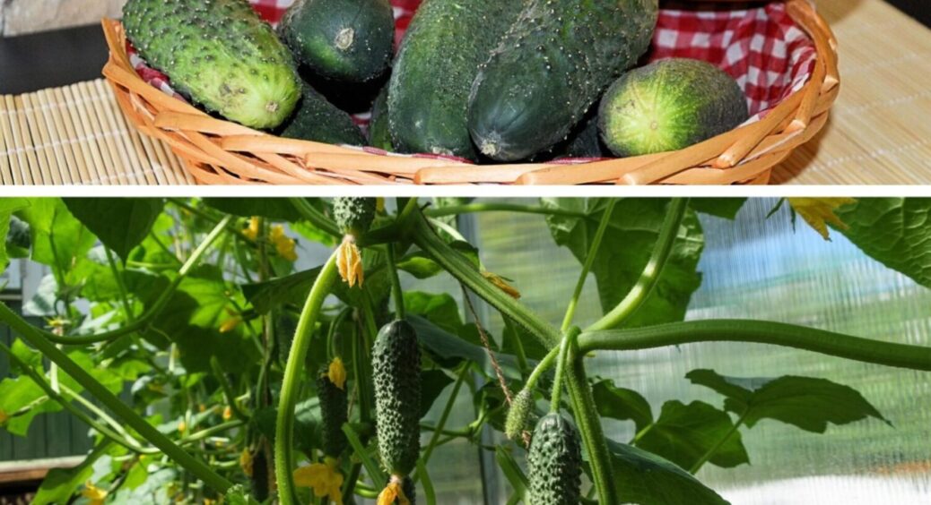 Урожай як на Одещині: просте підживлення в липні 2025 перетворить огірки на гірлянду плодів 