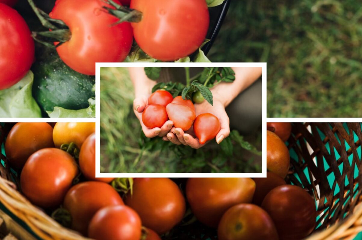 Агроном розповів, яке підживлення для томатів підібрати