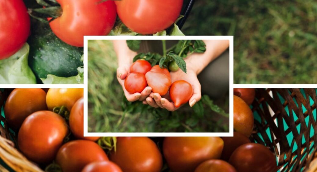 Томати це обожнюють, і ніхто їх цим не пригощає: одеські садівники вносять це по 3 рази 