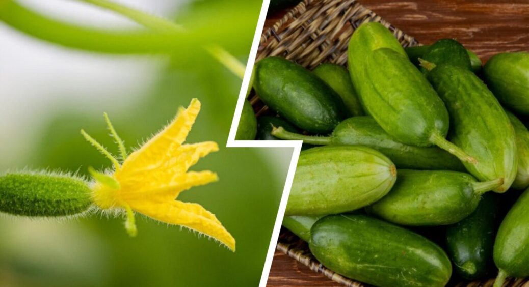 Даватимуть врожай аж до листопада 2025: ось, що роблю з огірками, щоб вони довго плодоносили 