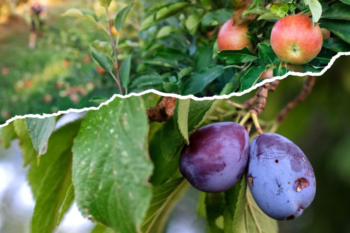 Садівники пояснили, як правильно підготувати плодові дерева до плодоношення восени