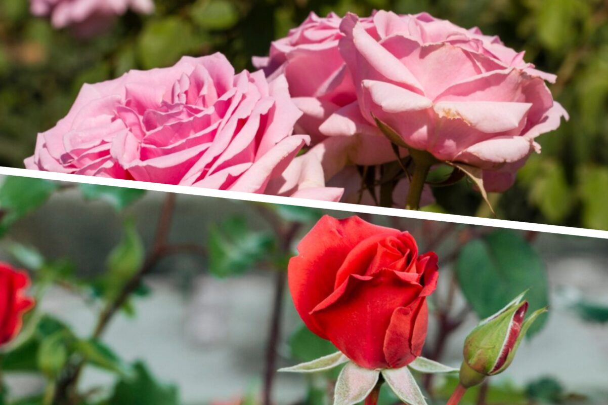 Експерт розповів, чим обробити троянди перед зимівлею