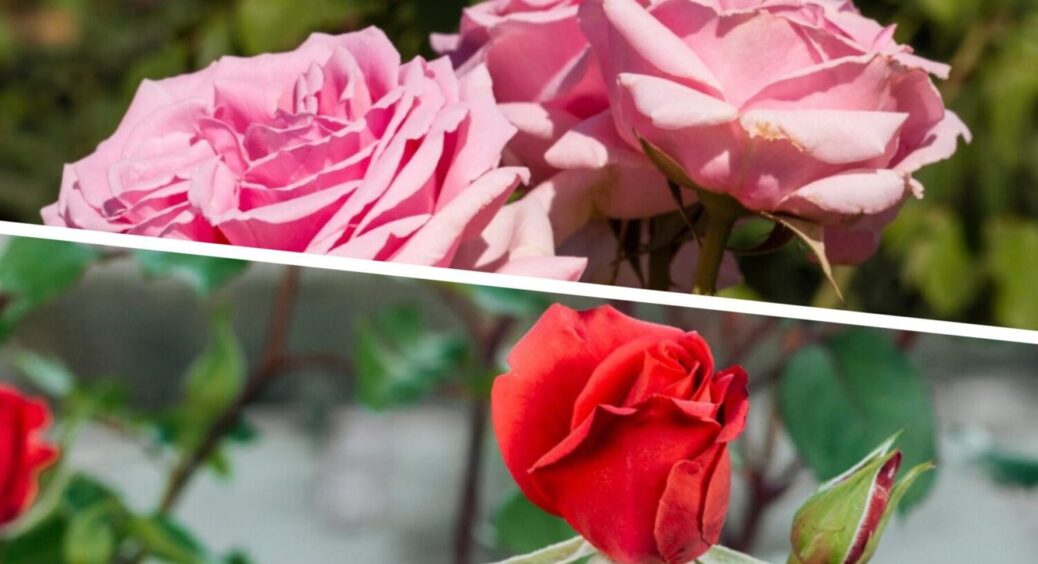 Обробляю цим троянди у листопад – у травні маю рясне цвітіння: квітів не море, а океан! 