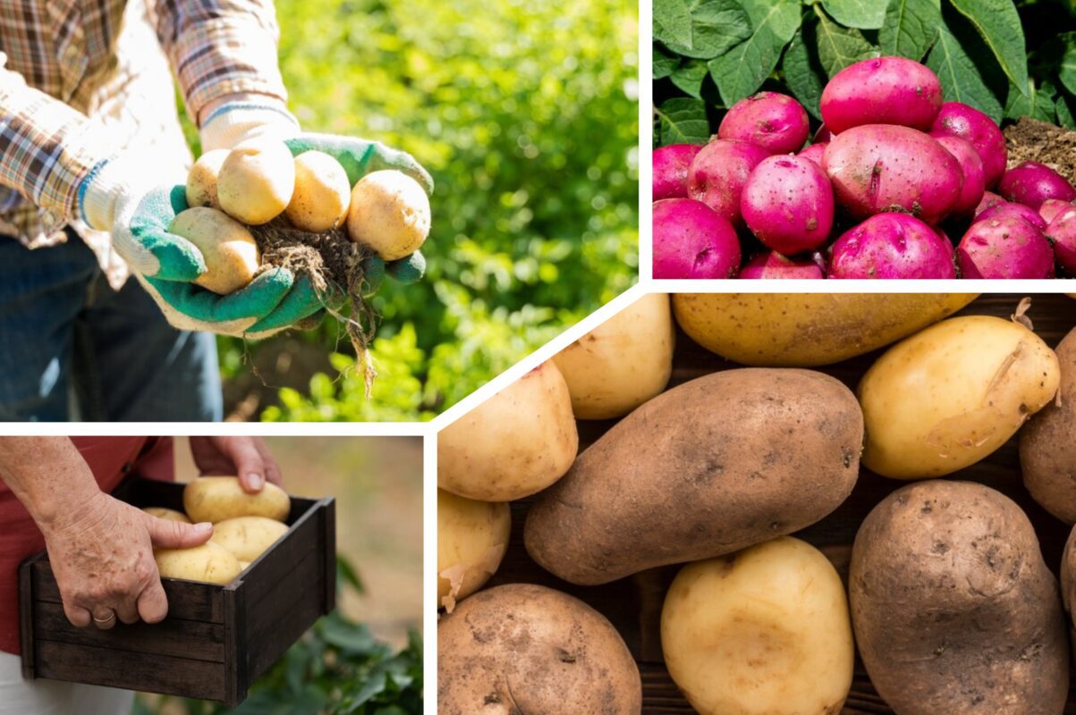 Експерт розповів, коли треба збирати картоплю