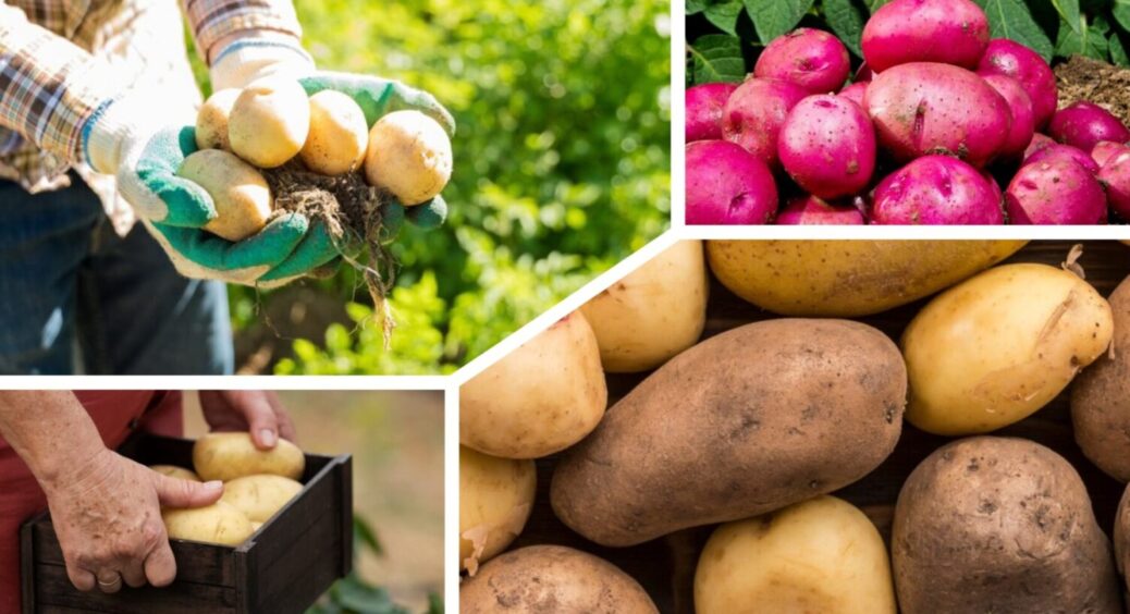 Липневе підживлення для вашої картоплі: якій підживці бульба ставить – 10 з 10. Розповідаємо 