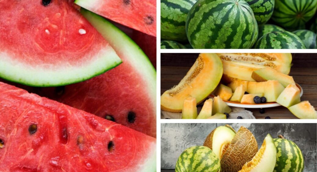 Кавун + диня – і це добриво творить чудеса: ось чим поливаю ці 2 культури з року в рік 