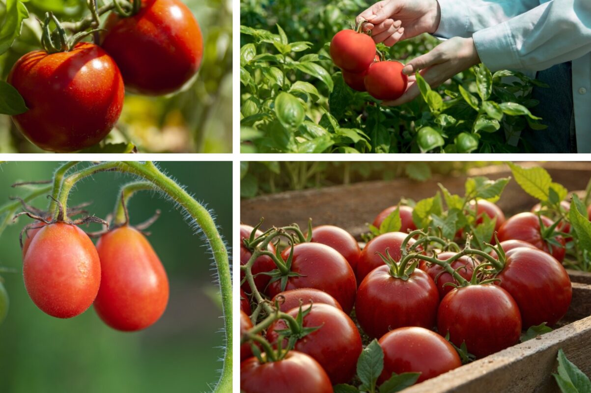 Городники розповіли, як зелені плоди томатів зробити червоними