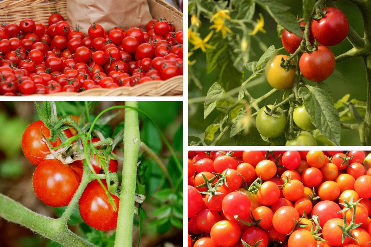 Експерт розповів, як зміцнити імунітет помідорів