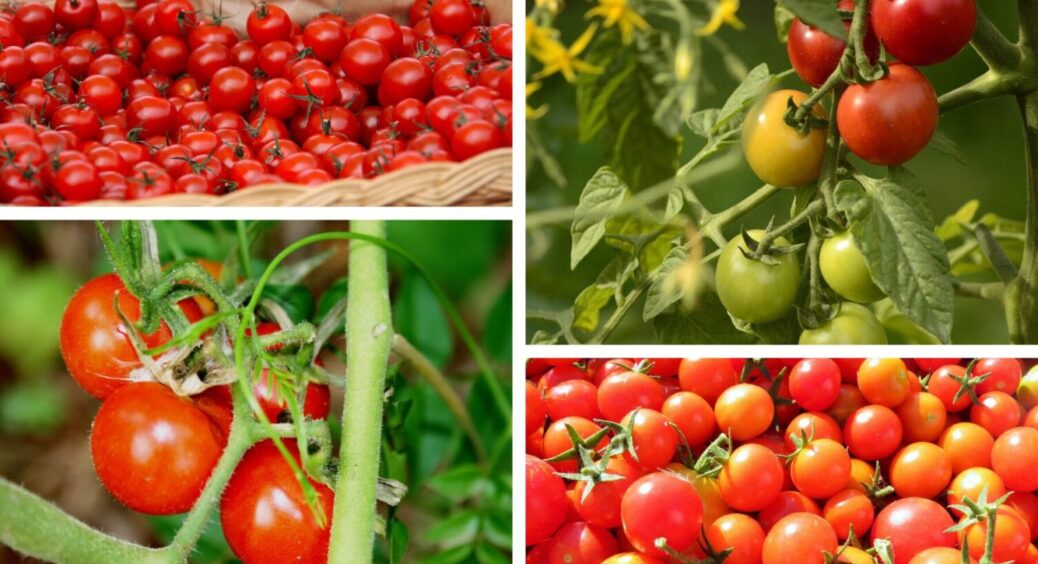 Від усіх хвороб та жовтизни: 10 г на відро, і помідори цвітуть, пахнуть, плодоносять – ще й як 
