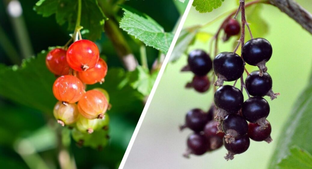 Смородина ставить “лайк”: ось чим треба підживити рослину вже в липні 2025 – рецепт 