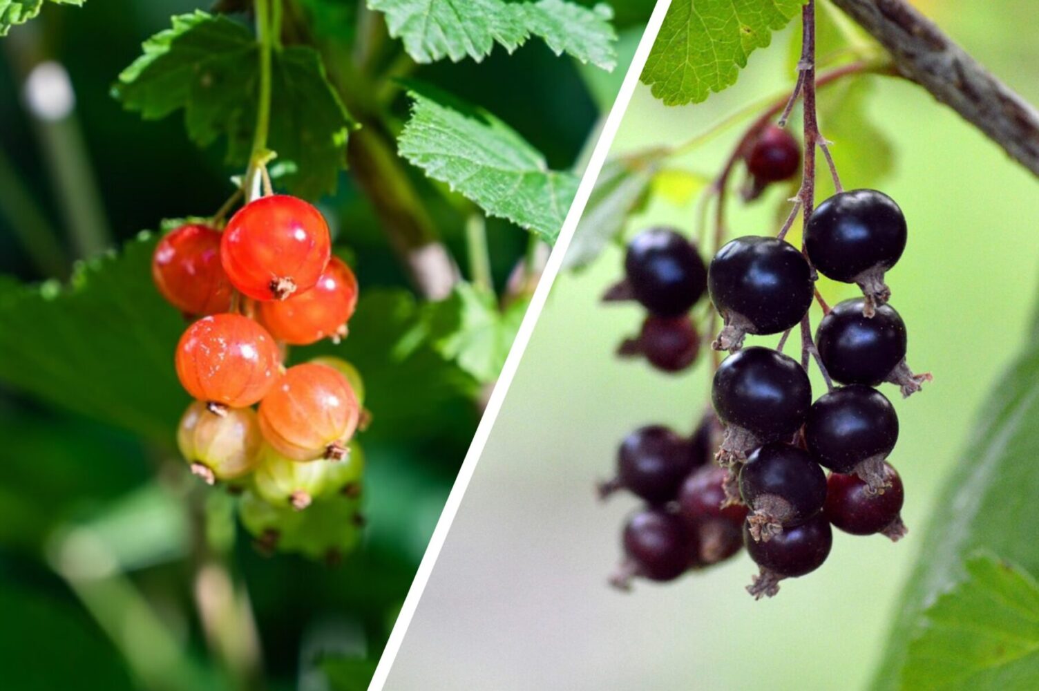 Садівники розповіли, чим підживити смородину вже в липні для щедрого врожаю