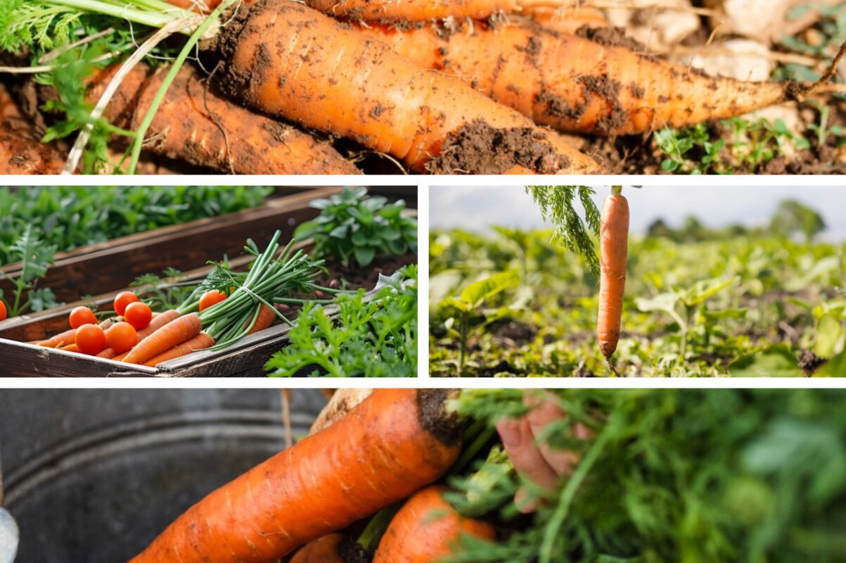 Городники розповіли, коли потрібно викопувати моркву і як її зберігати