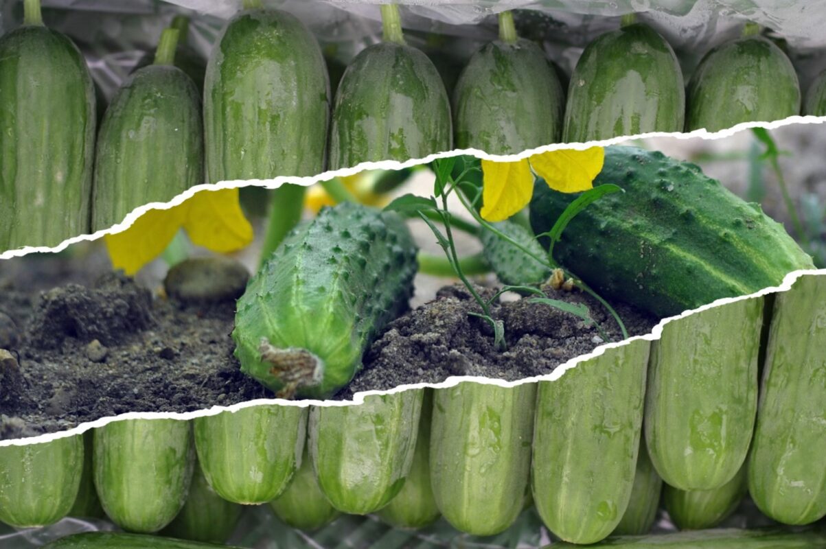 Дачники розповіли, що зробити з огірками в липні для високого врожаю