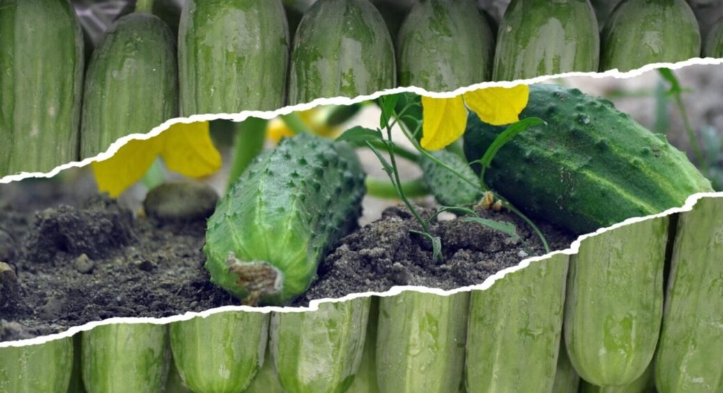 Без врожаю не залишитесь: 2 продукти і огірки підуть вгору – плодів вистачить на всіх 