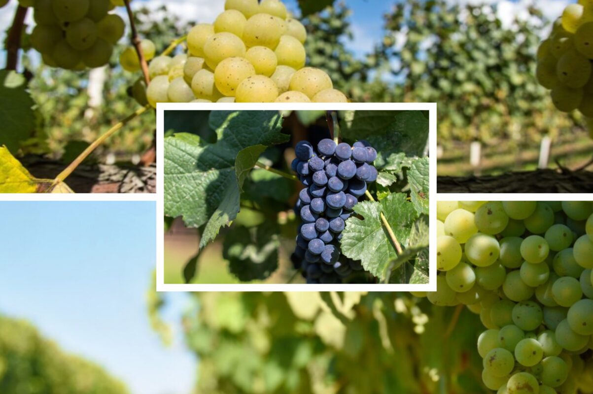 Садівники розповіли, як отримати величезний врожай винограду в 2025-му