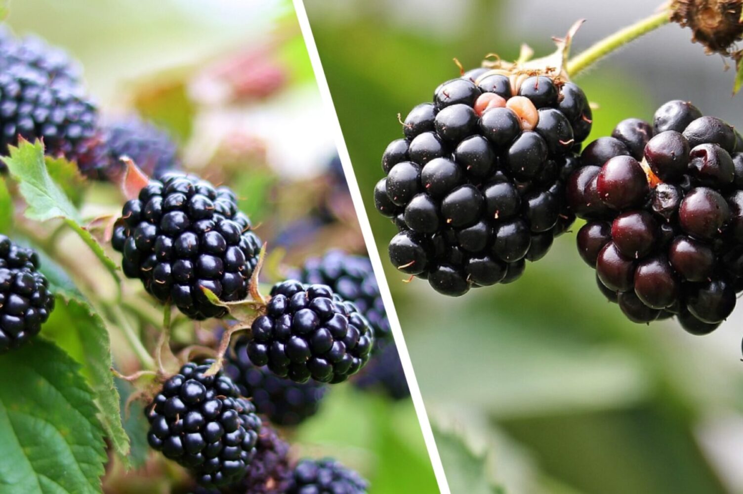 Експерт розповів, як правильно обрізати ожину 