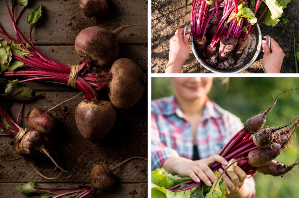 Городники розсекретили ефективне й бюджетне підживлення для буряка