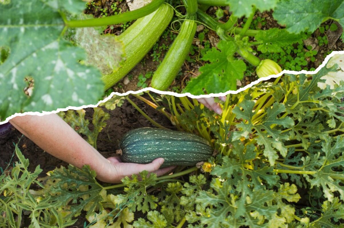 Городники розповіли, як подвоїти врожай кабачків за допомогою одного способу