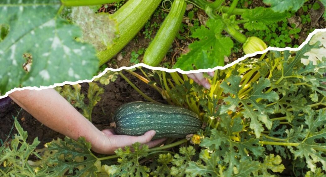 Кабачків буде вдвічі більше – перевірено! Як отримати високий врожай цього овочу вже в 2025-му 