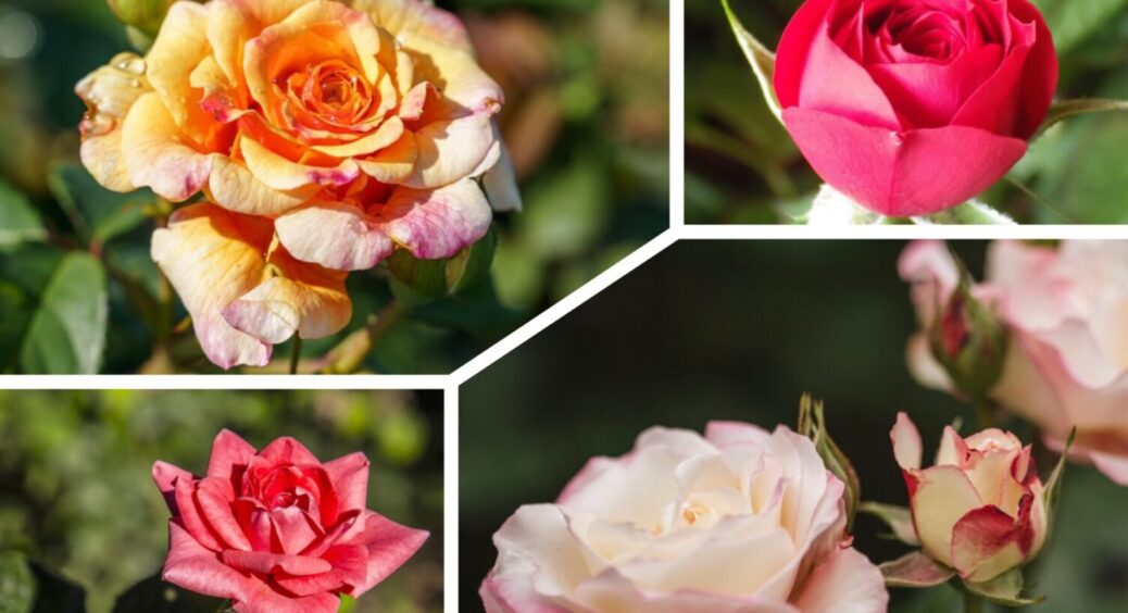 Троянди забуті назавжди: ці 3 квітки затьмарять королеву саду на 30 років вперед 