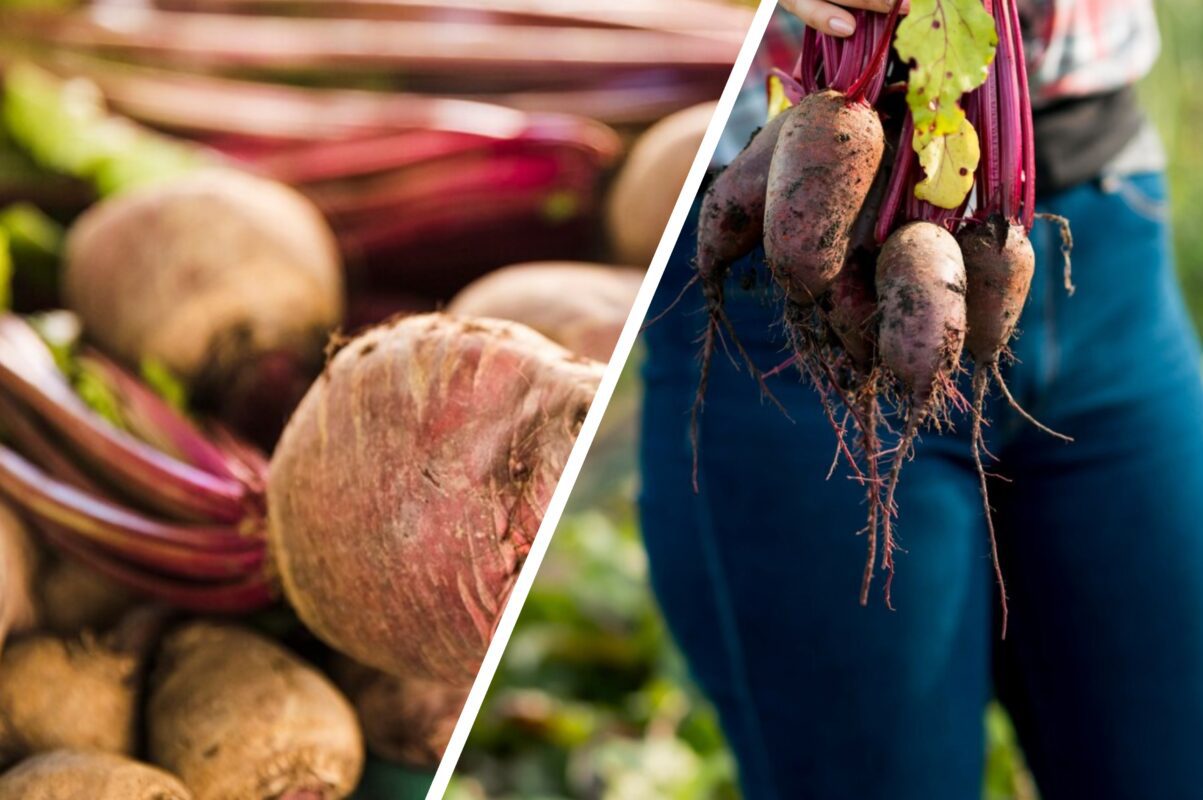 Городники розповіли, чим підживити буряк влітку для щедрого врожаю