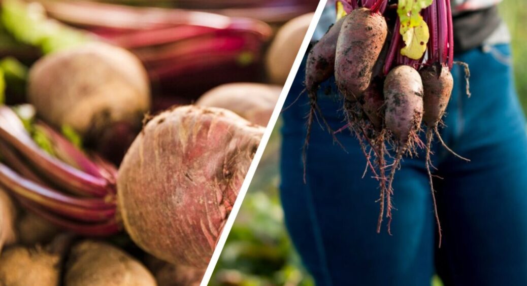 Виростив урожай буряку як на виставку: дідусь-одесит підказав, чим підживити – так і зробив 