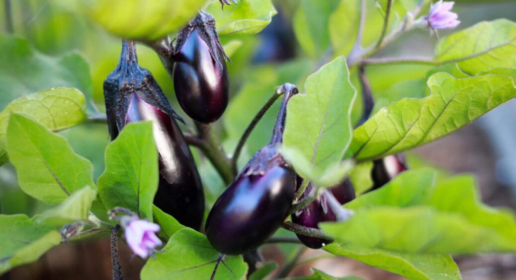 Велике листя, великі квіти, міцненькі завʼязі: 1 ложка, і баклажани врятовані від жирування 
