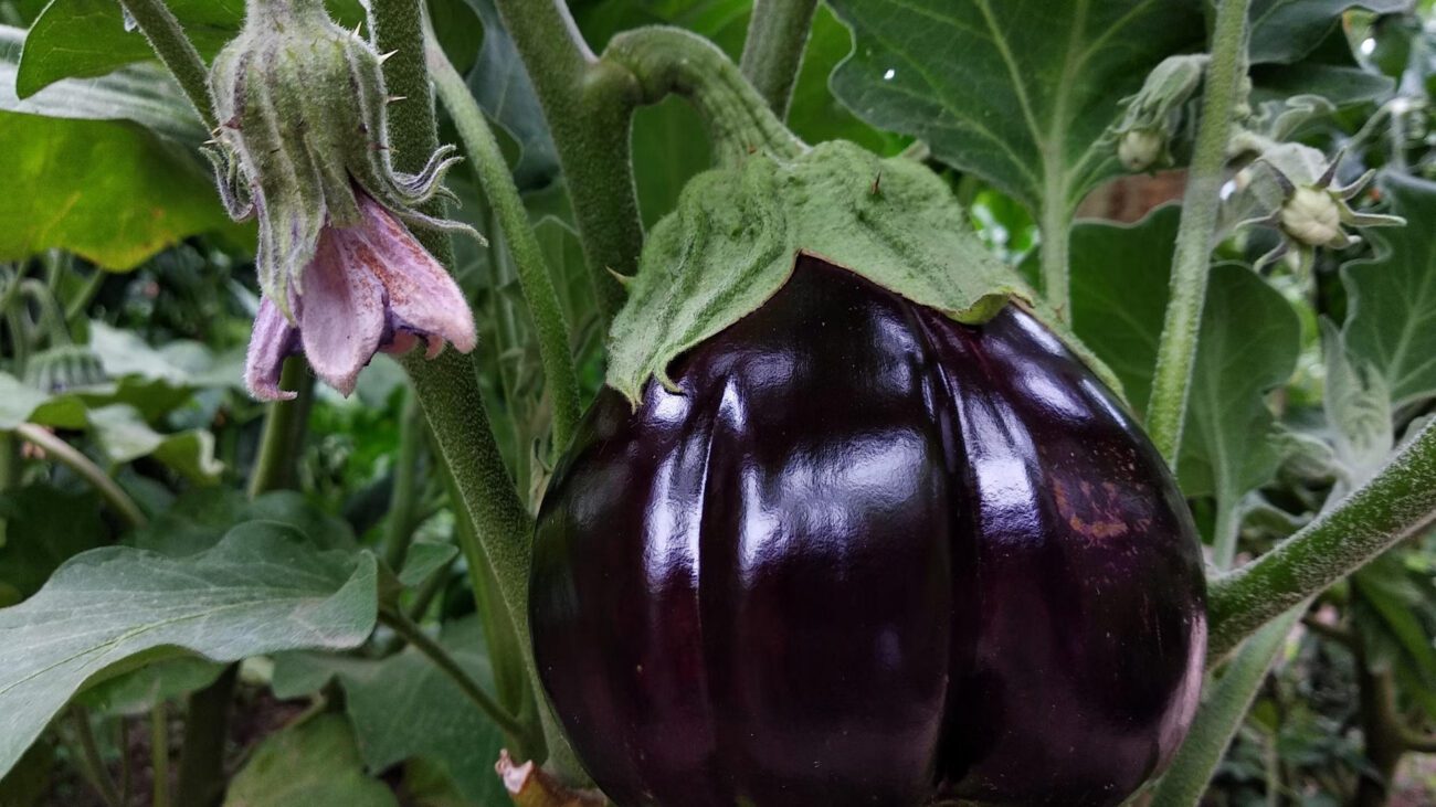 Городники порадили суміш для активного росту баклажанів