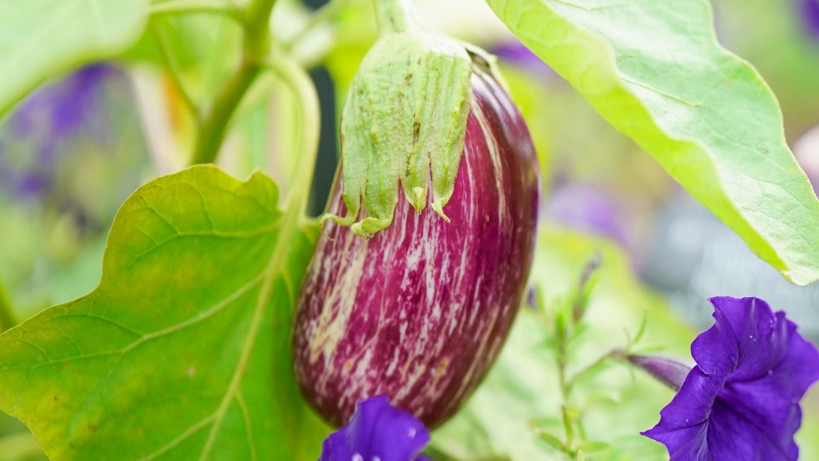 Фермери назвали підживлення, яке збільшує врожайність баклажанів