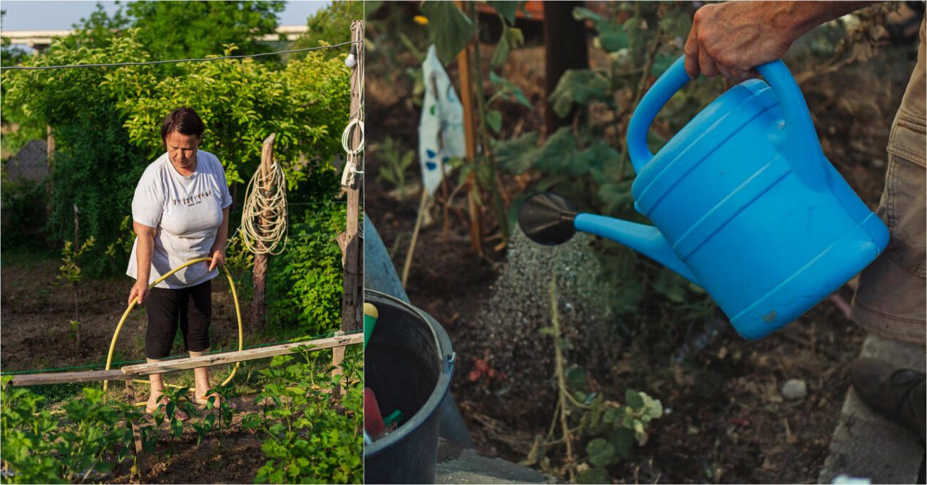 Овочівники назвали ефективну підкормку для зростання овочів