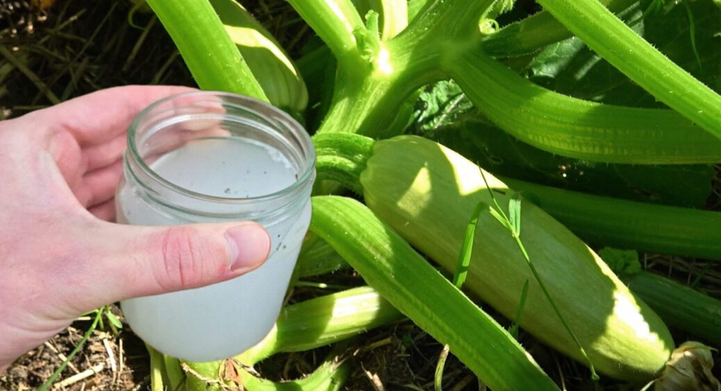 Після цього поливу кабачки зеленіють буквально за 48 годин і дають зав’язь по 25 штук на кущі 