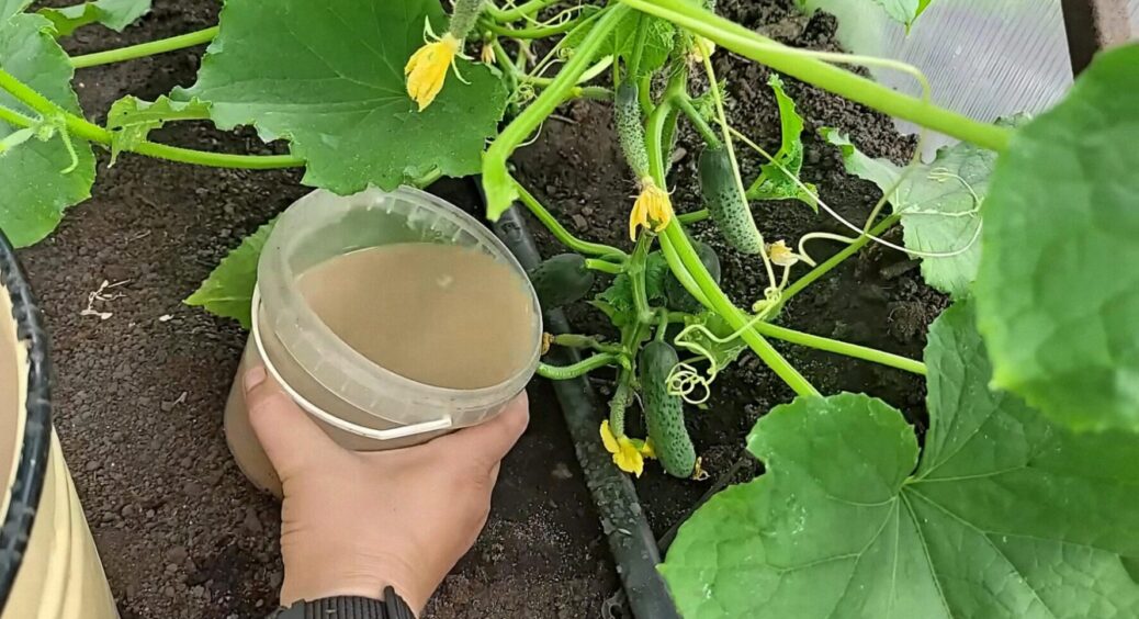 Нічний холод до огірків не добереться: 1 склянка на відро води – і на Закарпатті “отакі” овочі 