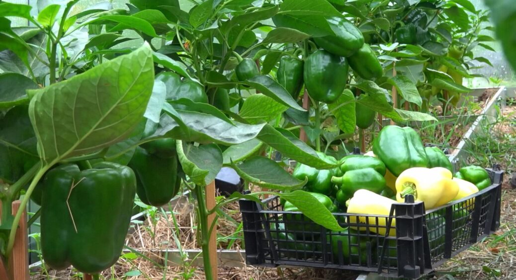 2 ложки на відро – перці, наче пустилися берега: по 15 штук на завʼязі – не встигаю збирати 