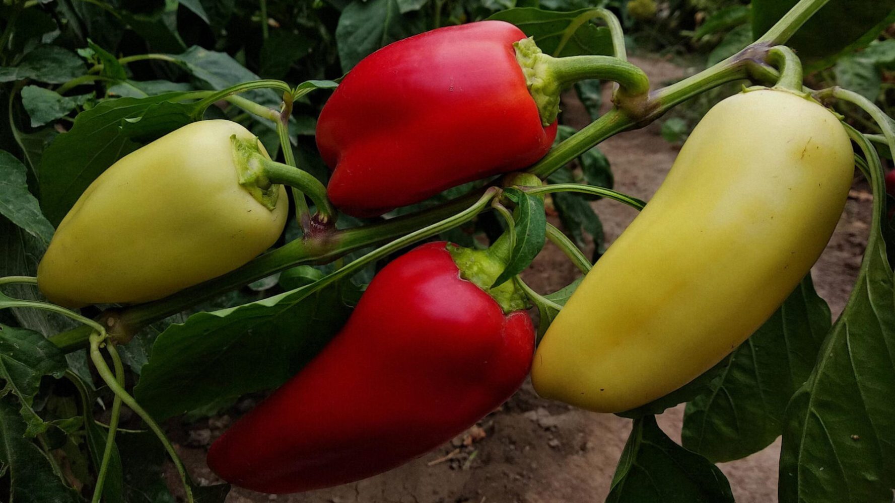 Городники розповіли, як пришвидшити проростання насіння перцю