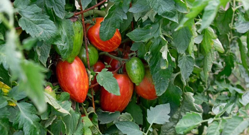 Жилистий помідор: 1 причина, чому всередині плодів утворюються тверді волокна 