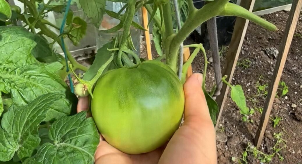 Після цього поливу томати червоніють буквально за 2 дні і дають зав’язь по 30 штук на кущі 