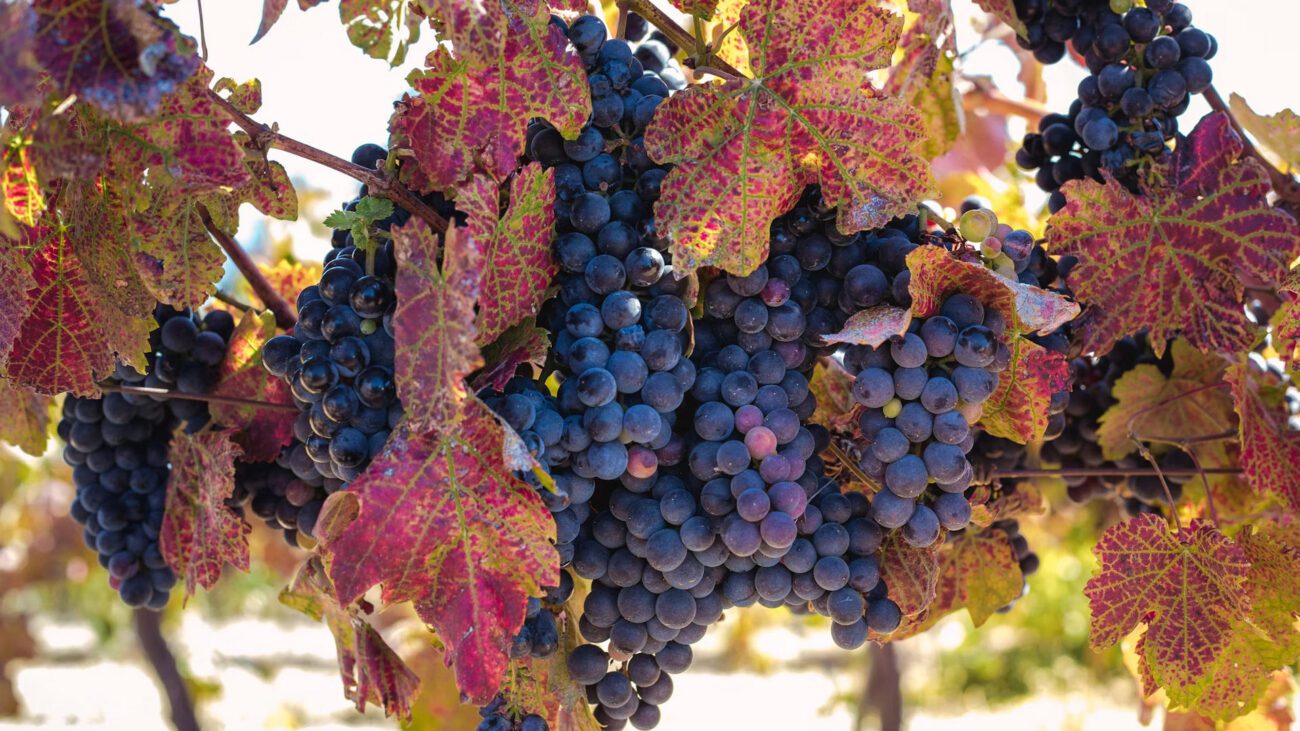 Садівники назвали мікроелемент для солодкого врожаю винограду