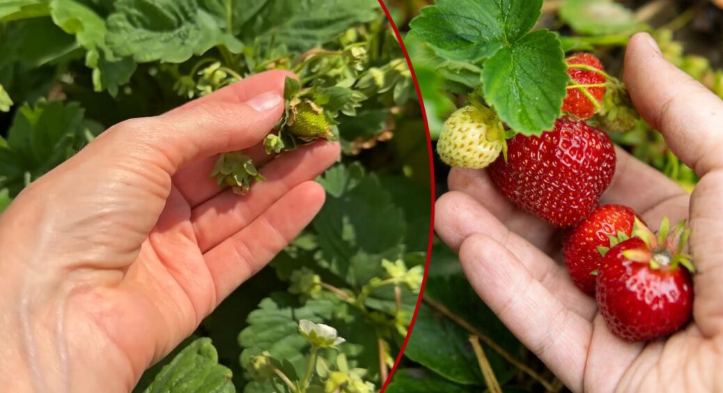 Щоб у 2026 було багато полуниці, іду на цю хитрість! Метод моєї бабусі із села 100% спрацює 