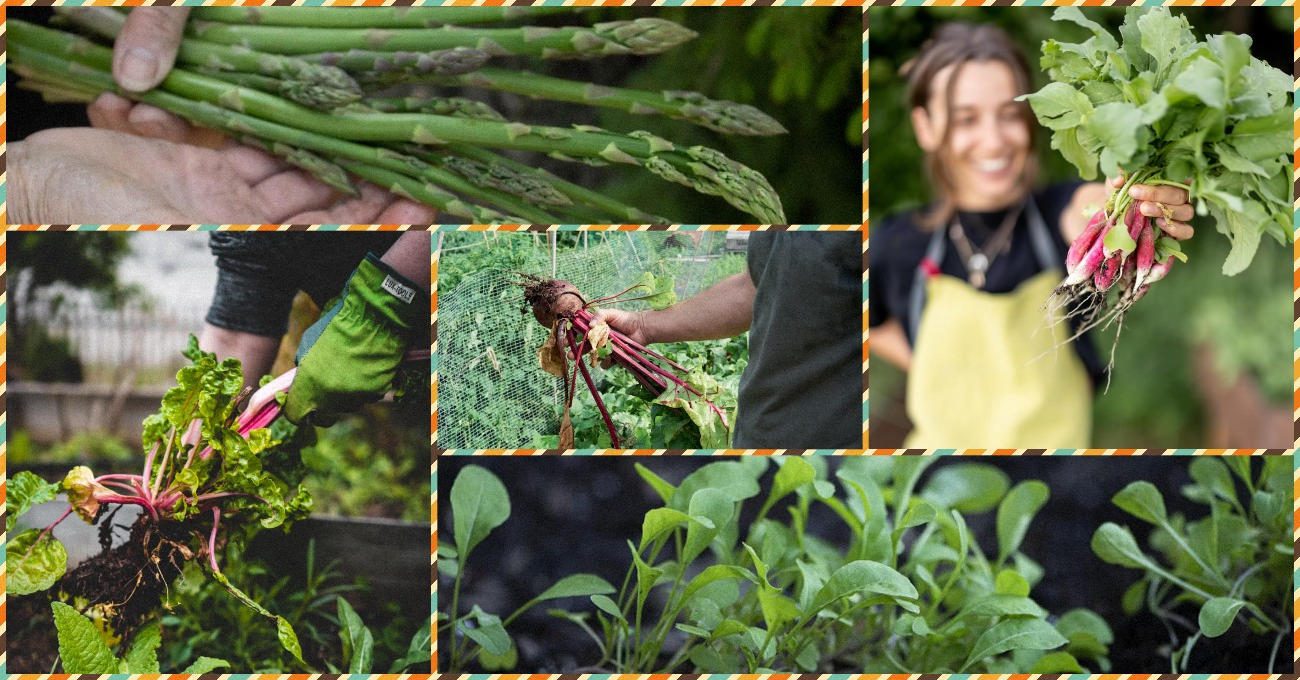 Агрономи назвали 5 культур, які можна садити навіть у липні