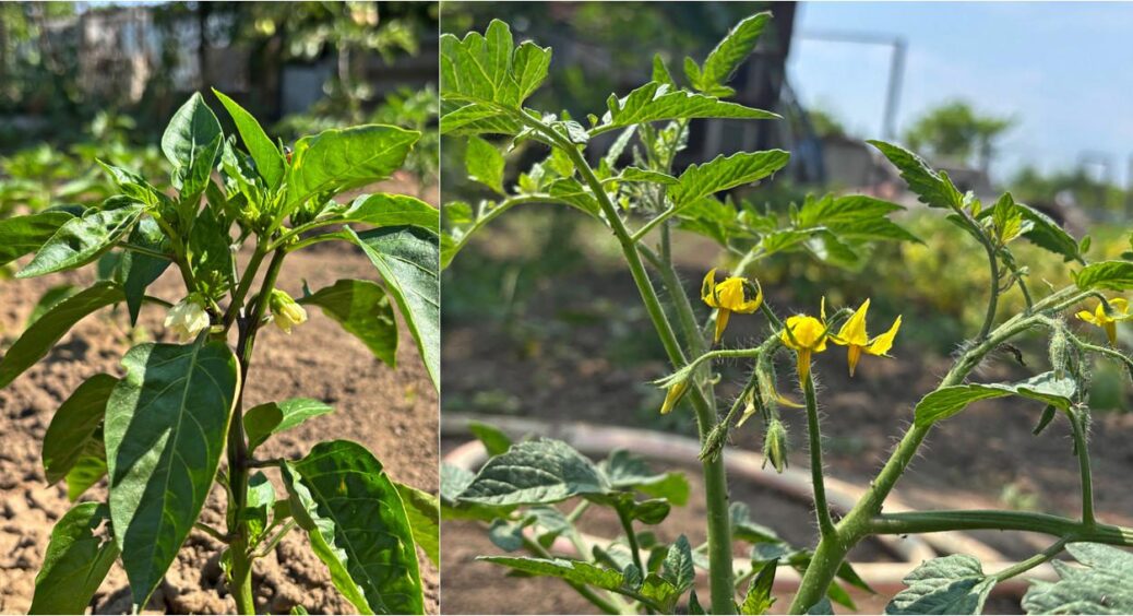 У липні всі скидають зав’язі: чим підживити огірки, помідори та перець, щоб вони не осипалися 