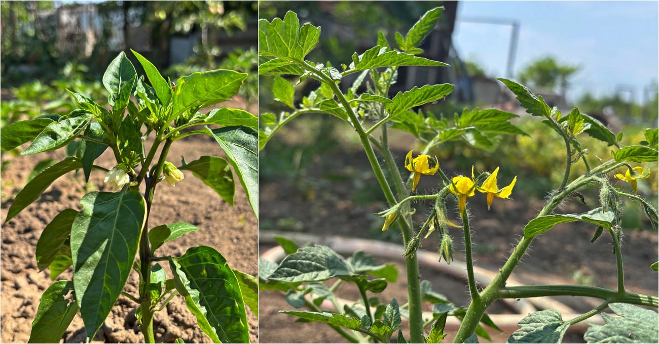 Агрономи розповіли, чим підживити у липні, щоб вони не скидали зав'язі