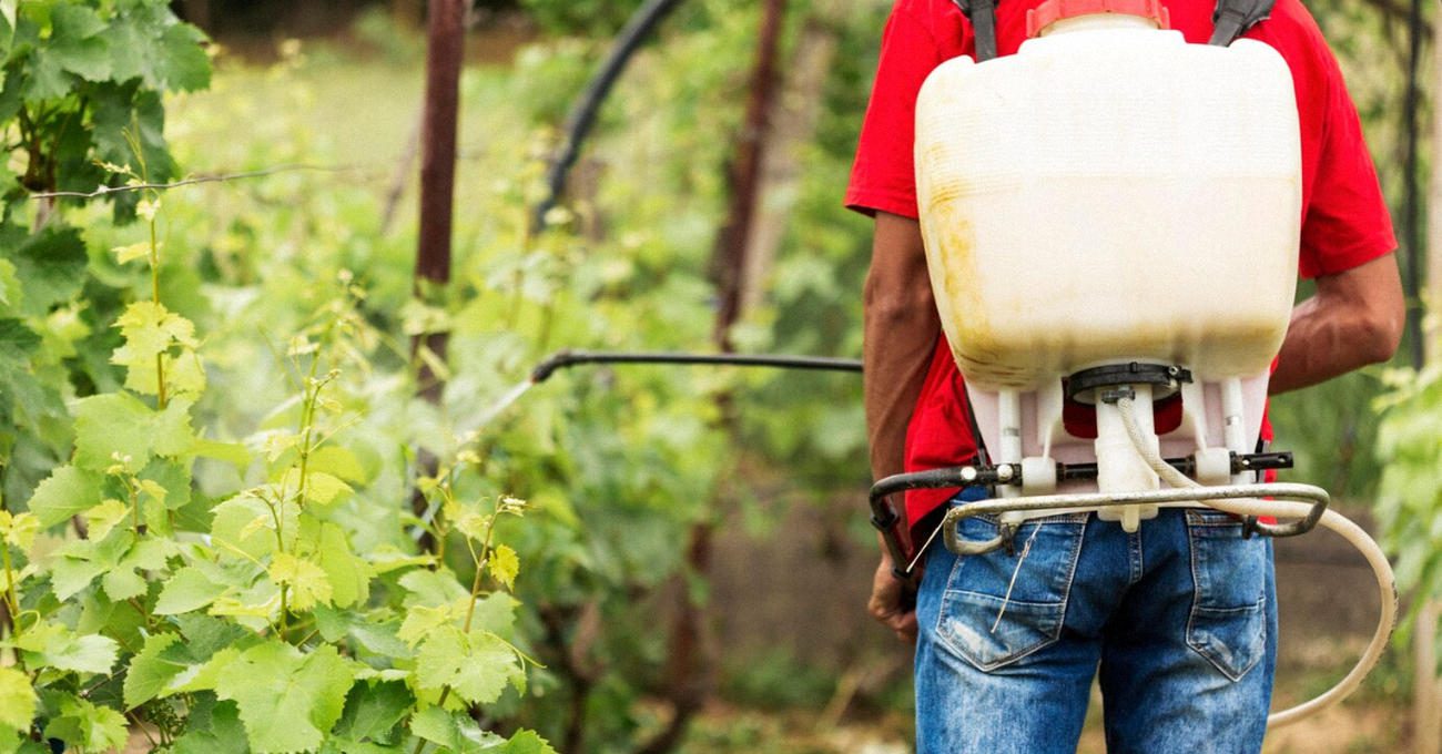 Фермери назвали переваги позакореневого підживлення