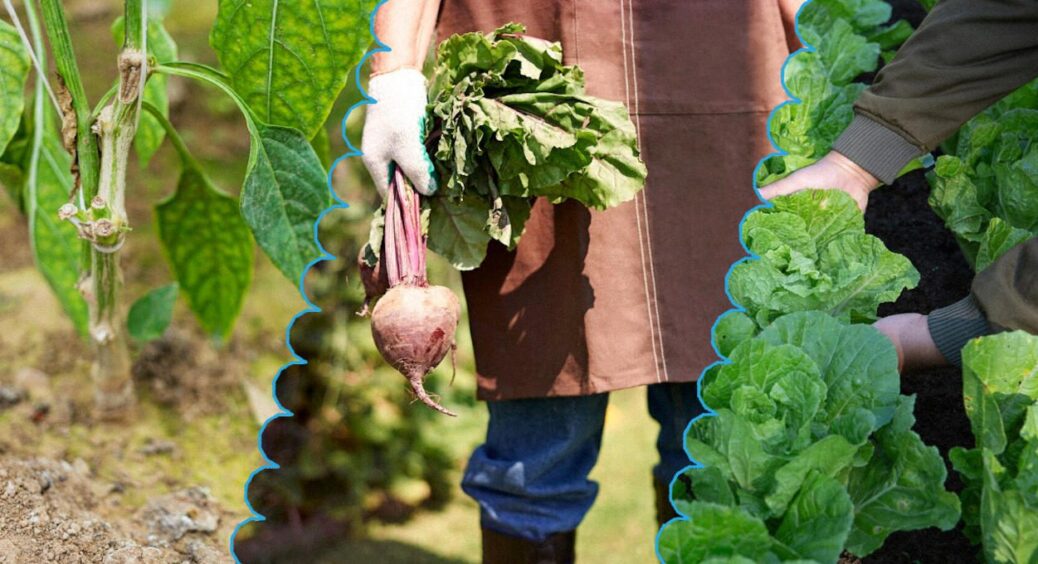 Грядка звільнилася, грядку можна займати: 5 культур, які варто посіяти зараз – ще і як вродить 