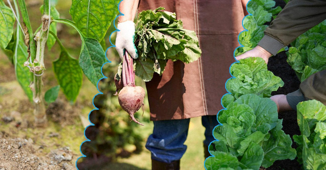 Агрономи порадили 5 культур для посіву у липні